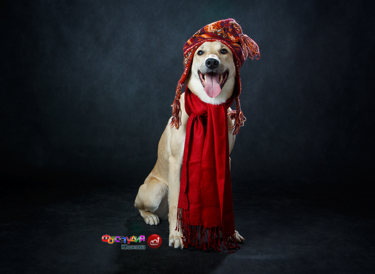 Студийная фотография смешной собаки в шапке и шарфе