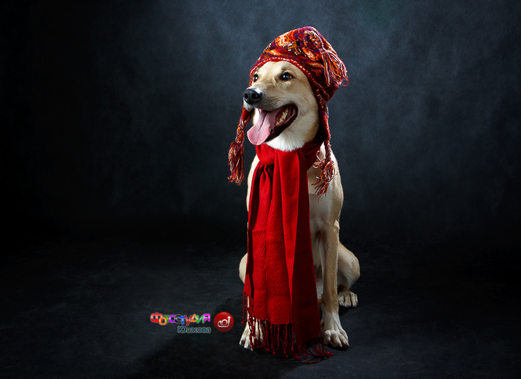 Студийная фотография смешной собаки в шапке и шарфе